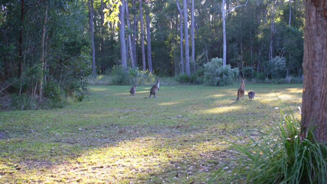 Nrma Darlington Beach Holiday Resort Arrawarra Eksteriør billede
